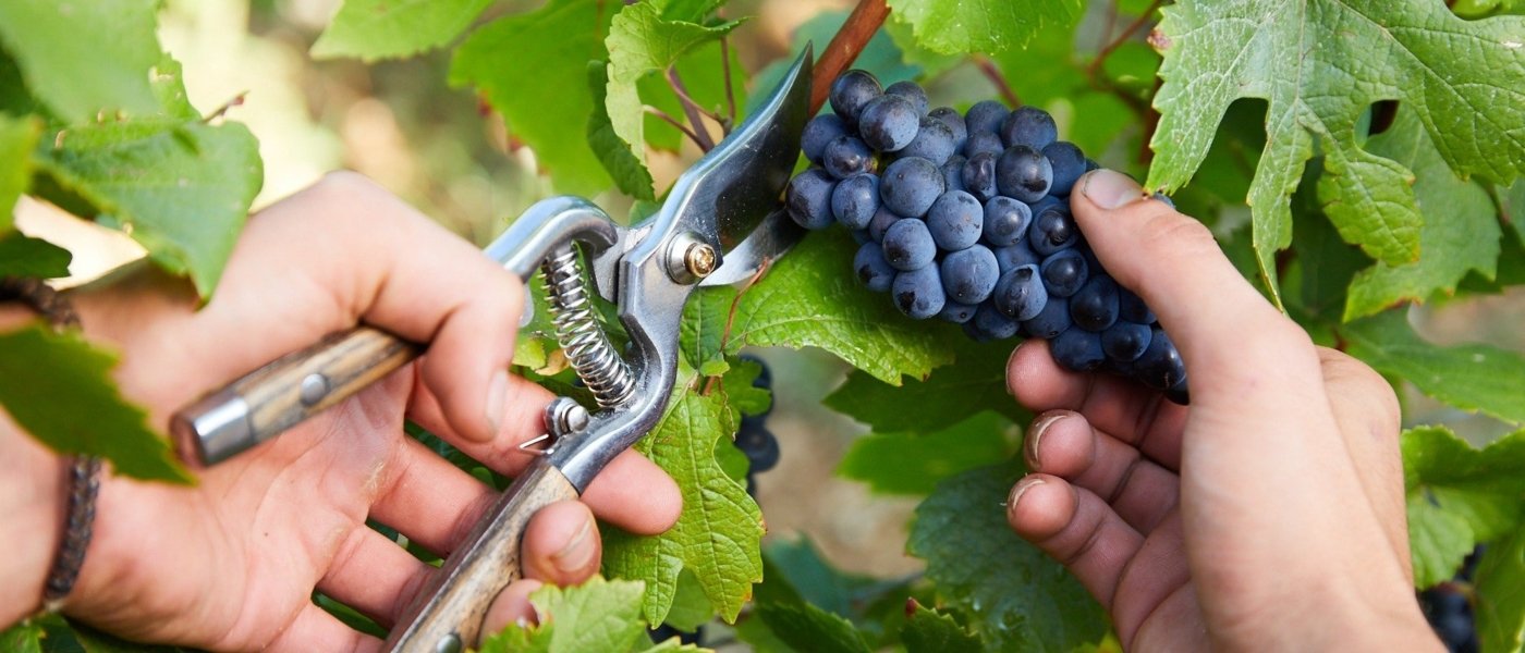 Harvest Experience